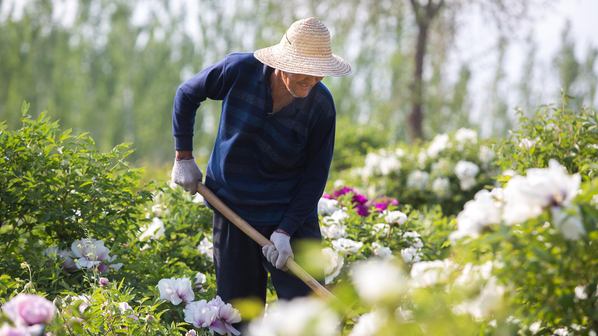 kl_peony_active-ingredient_field_plant_2019 -6-